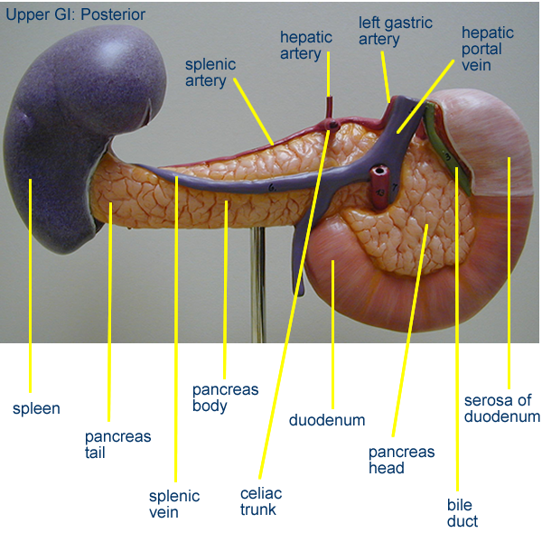 Digestive Models